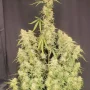 Семена конопли ORANGE SHERBET Auto от Fast Buds